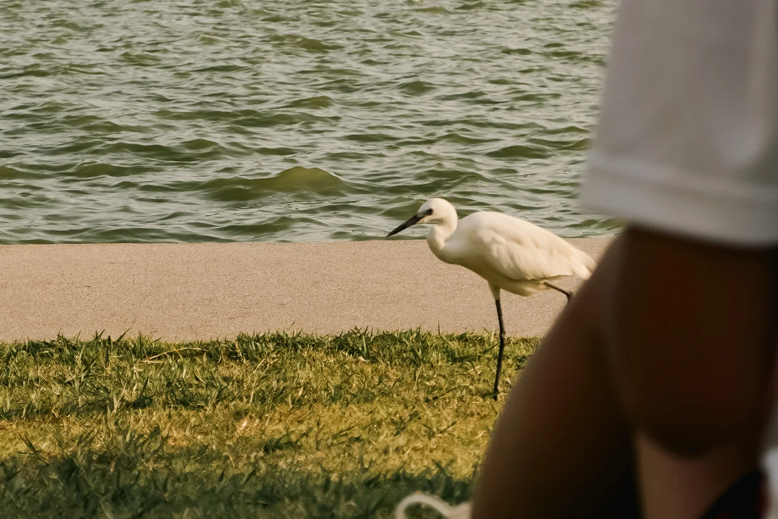 An egret on the lawn by the lake