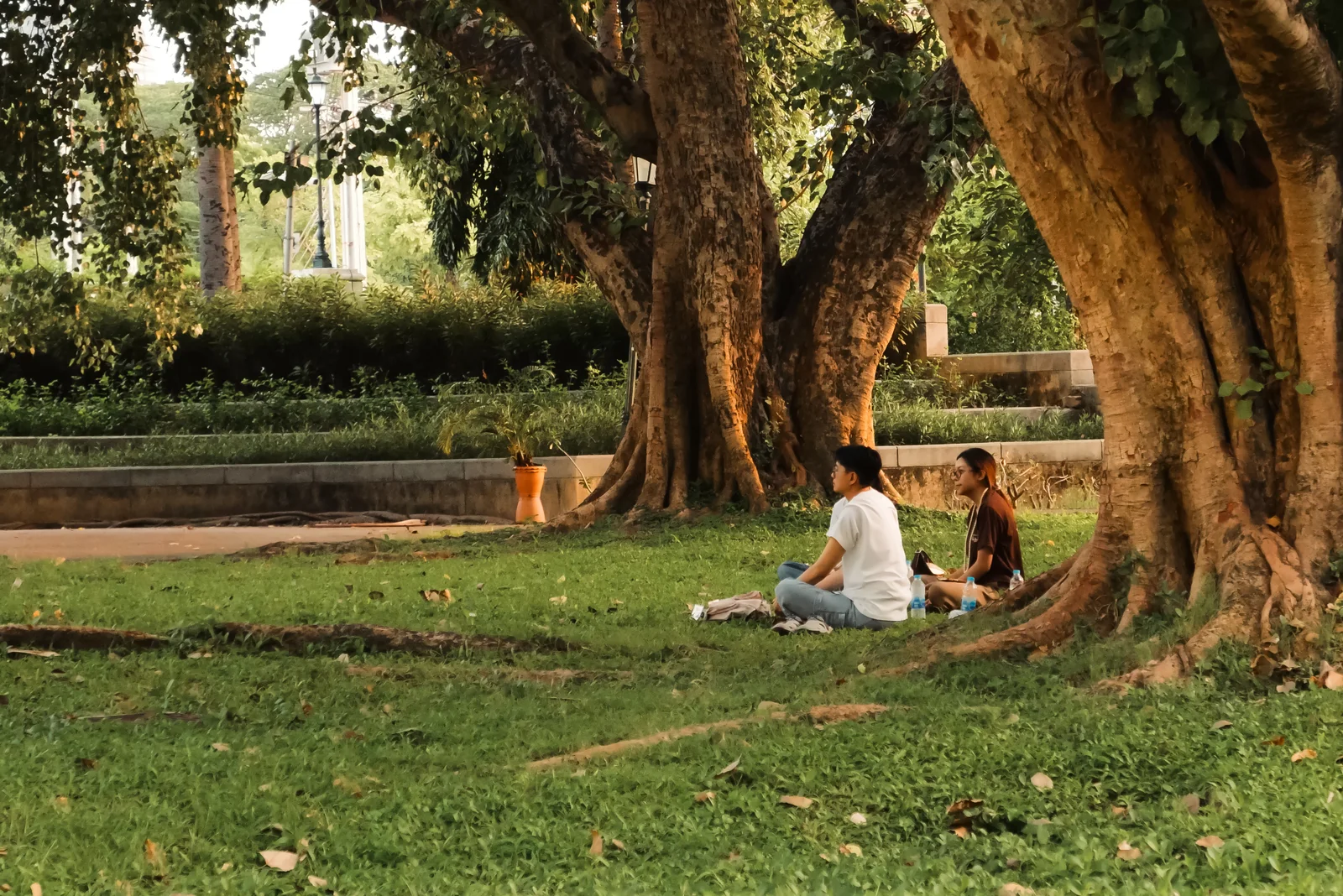 A family sitting under the trees in the park